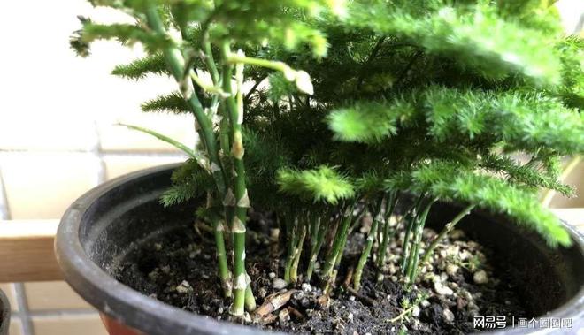 文竹养不好？每月喝点甜品青翠茂盛层次分明特漂亮米乐M6 M6米乐(图2)