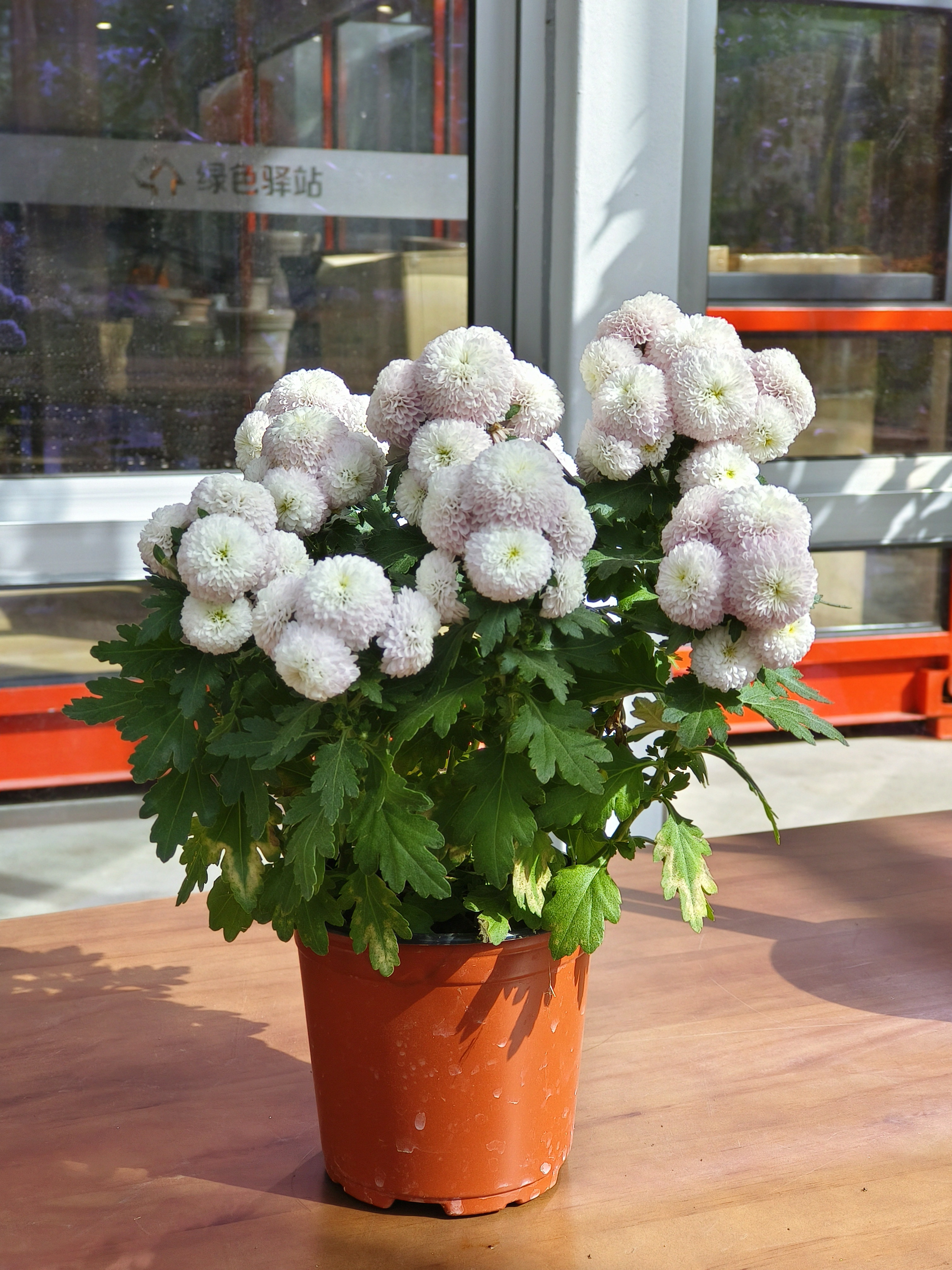 M6 米乐荔枝啵啵、椰奶啵啵奶茶？菊花！(图2)