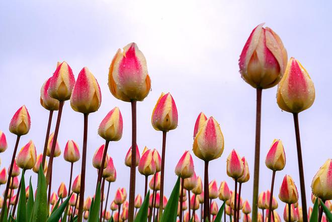 米乐 M6郁金香花朵怎么拍好看 注意这几点就可以了 花卉摄影技巧教程(图4)