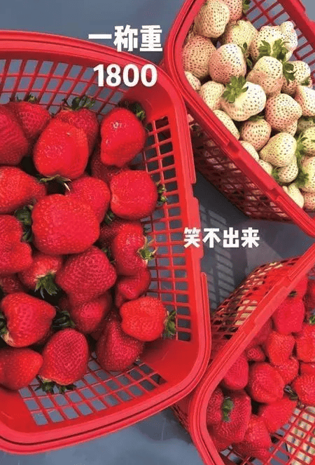 马M6 米乐斯克「私生子」众筹路费寻父;女子加盟奶茶店半年亏60多万……(图11)